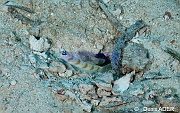 Alpheus sp-Amblyeleotris sungami Moga Channel Balise-32m-20180529-Denis-ADER-DSC_1652_tn
